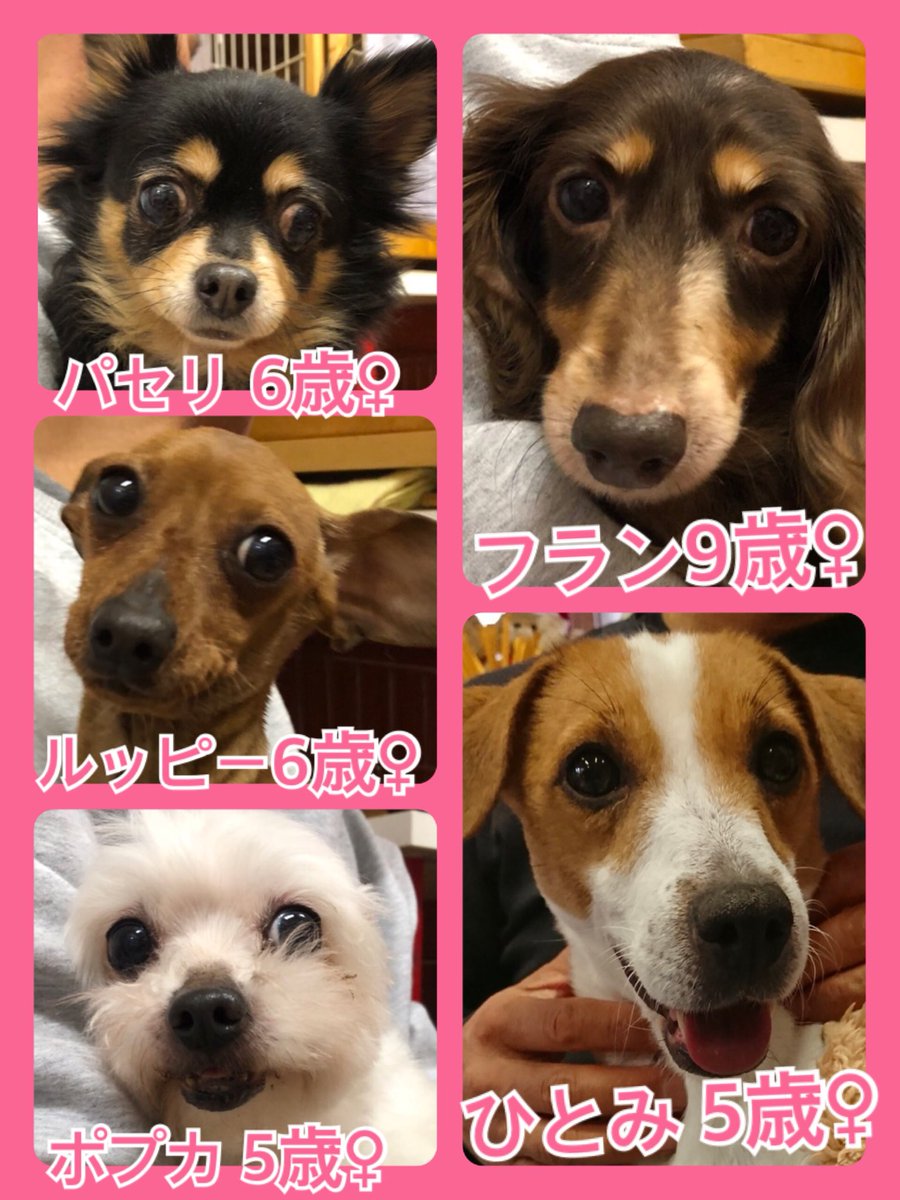 🐾今日の里親様募集中ワンコ🐶メンバーです🐾2019,3,23